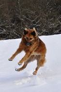 happy dog jumping on the snowy field