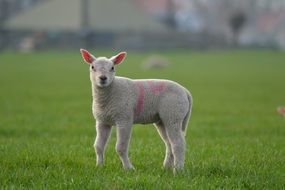 white lamb with pink spots on a green pasture