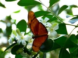 Julia butterfly on the plant