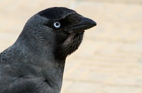 black bird with blue eyes