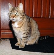 domestic cat sitting near the cabinet