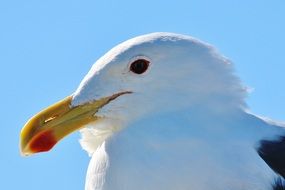 portrait of the seagull