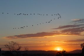flock of birds high in the sky against an orange sunset