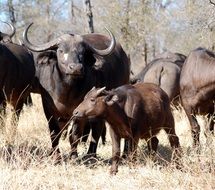 herd of buffalo safari in africa