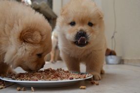 chowchow is an ancient breed of dog are eating