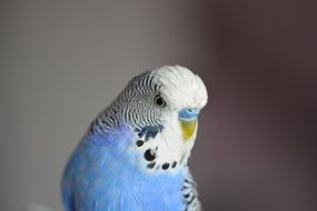 light blue budgie