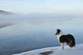 Arctic Dog in a picturesque landscape