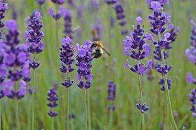 Lavender Hummel Insect Close