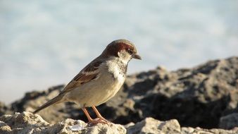 a sparrow stands on a rock in cyprus