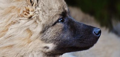 profile portrait of a guard dog