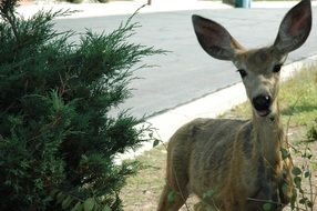 a deer stands near a green bush