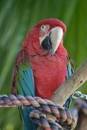 Colorful parrot on a branch