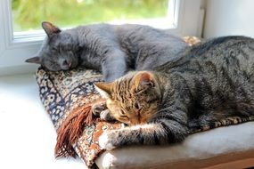 Adorable Cats Sleep on carpet