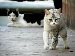 Stray Cats