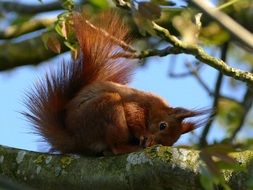 red squirrel cleans fur on a branch