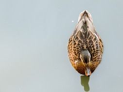 red duck top photo