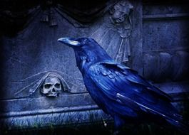 Dark raven on a Cemetery