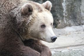 portrait of big fluffy bear in the reserve