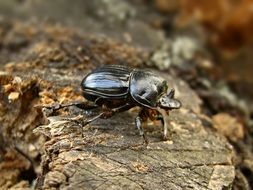 black beetle on a tree stump close-up on a blurred background
