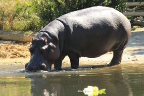 Hippo in Africa