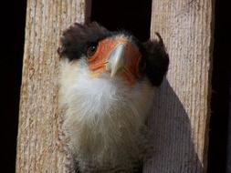 splendid Bird between the wood fence