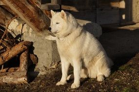 Mountain Snow Husky