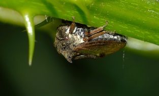 True Bugs Cicalide macro