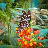 black and white spotted butterfly on a bright orange flower