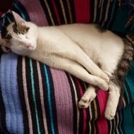 the cat is sleeping on a striped bedspread