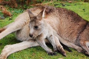 Cute Wallaby Kangaroo