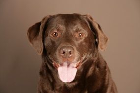 Portrait of the brown Labrador dog
