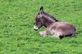 cute donkey resting on the green grass