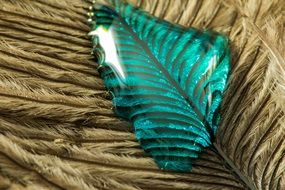 turquoise liquid drop on the feather