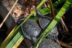 Marsh Turtles