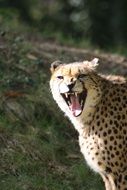 roaring Cheetah in wildlife park