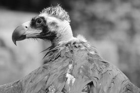 Portrait of Vulture bird