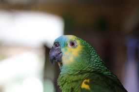 profile portrait of a green exotic parrot