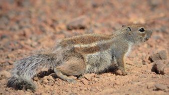 ground squirrel in wildlife close-up on blurred background