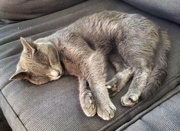 Cat is sleeping on the sofa