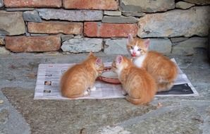 red kittens drink milk in the street