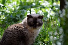 Siamese cat on the background of green plants