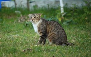 beautiful and cute Cat Mieze
