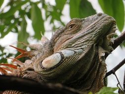 reptile head looks like a dragon