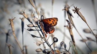 orange butterfly in the garden close-up on blurred background