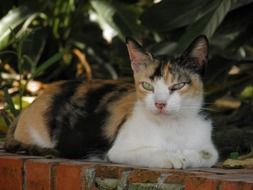 lazy domestic cat lying on the brick fence