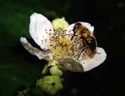 insect with wings on a flowering plant
