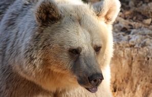 Close-up of the grizzly bear in the wild