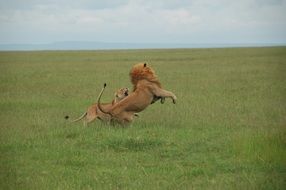 couple of Lions plays in wild