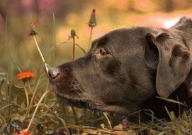 purebred dog sniffs flowers close up