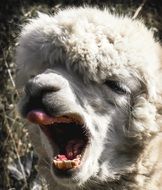 yawning alpaca in Peru